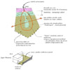 esquisse-architecture